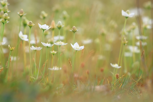 tender spring flowers background / beautiful picture of flowering branches