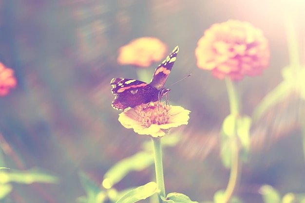 tender spring flowers background / beautiful picture of flowering branches