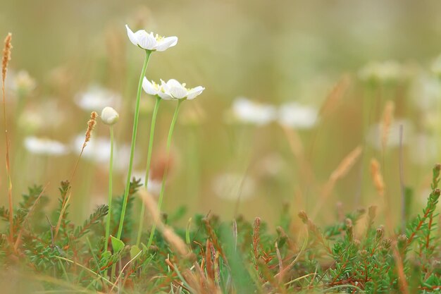 tender spring flowers background / beautiful picture of flowering branches