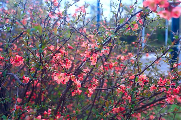 부드러운 봄 꽃 배경 / 꽃 가지의 아름다운 그림