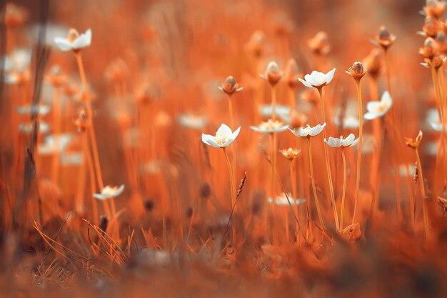 tender spring flowers background / beautiful picture of flowering branches