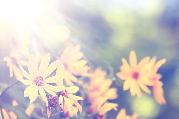 柔らかい春の花の背景/開花枝の美しい写真