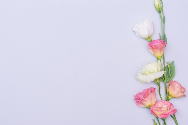 Фото Нежные белые и розовые цветы эустомы на сером фоне, плоская планировка