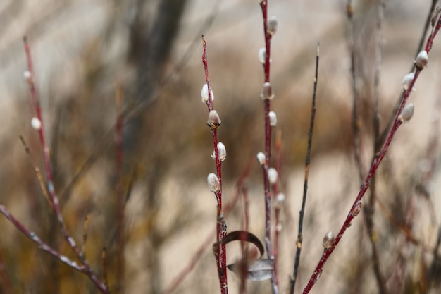 Tender willow twigs in nature with a blurred background