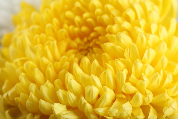 Tender yellow chrysanthemum macro