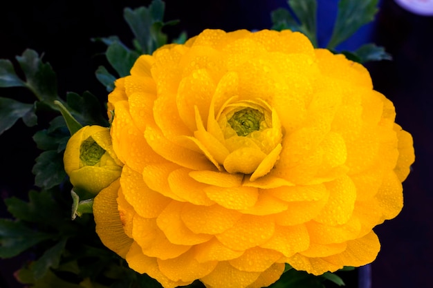 Tender yellow ranunculus flower and bud