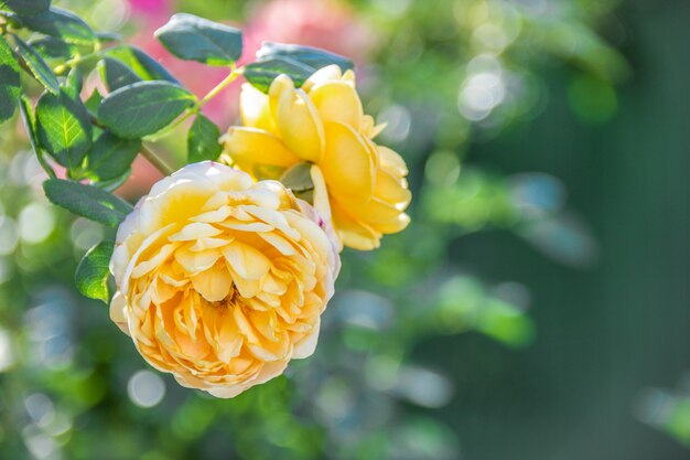 Tender yellow roses in the summer garden