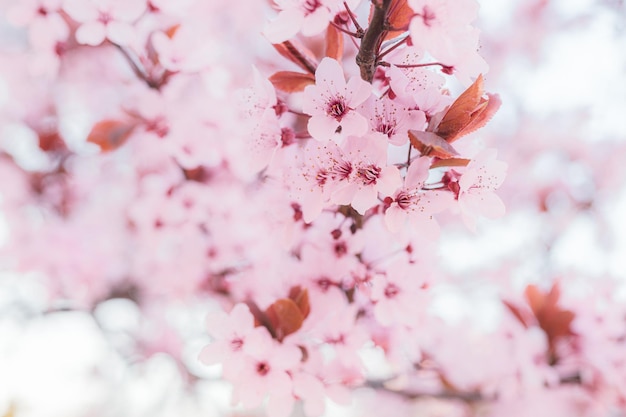 淡いピンクの花びらの咲く庭の優しさ