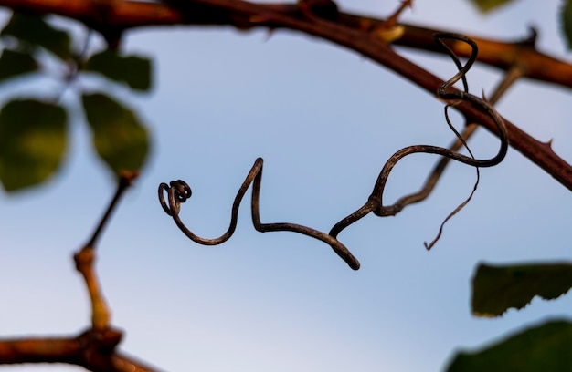 Tendril of a creeper plant during the winter against the light and against a blue sky degraded by white nabes