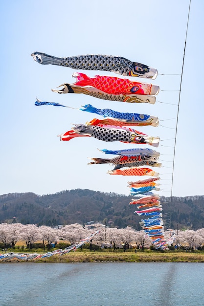 写真 展勝地公園 北上川の桜満開とこいのぼり