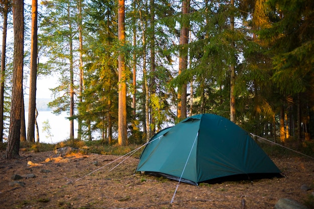 Tent bij bomen in het bos