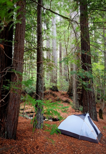 Photo tent by trees in forest