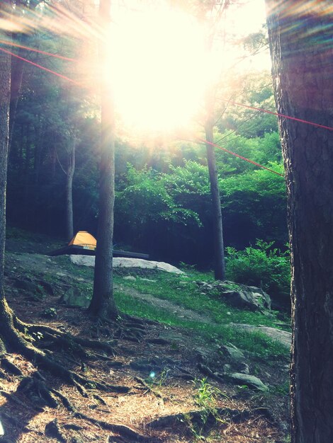 Photo tent in forest against bright sun