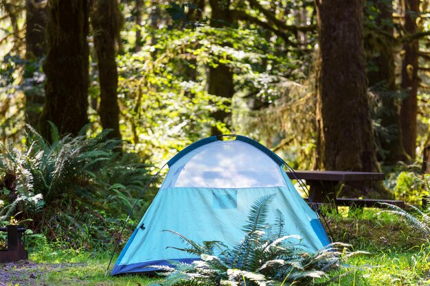 Tent in the forest