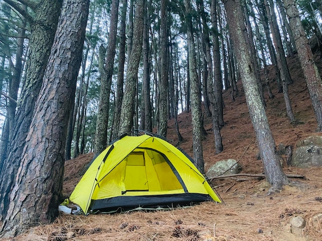 Foto tent in het bos.