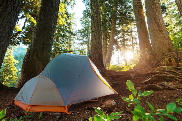 Tent in het bos