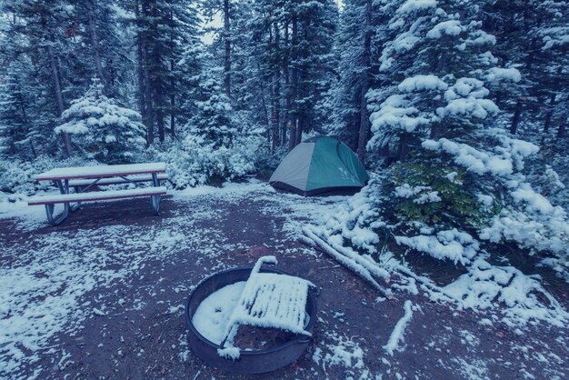 冬の森のテント