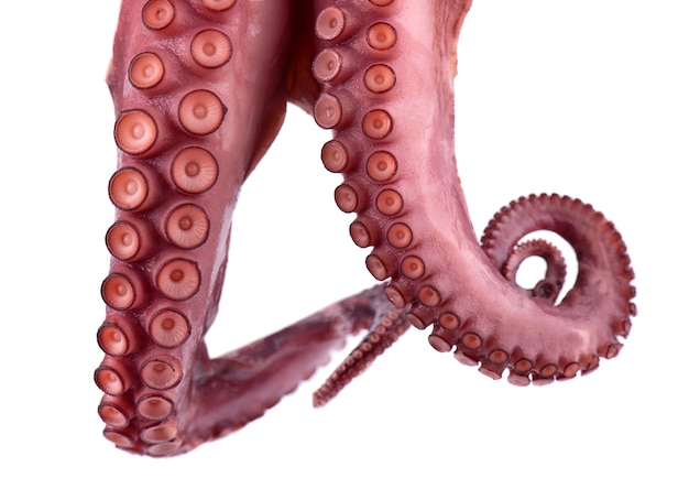 Tentacles of octopus isolated on white 