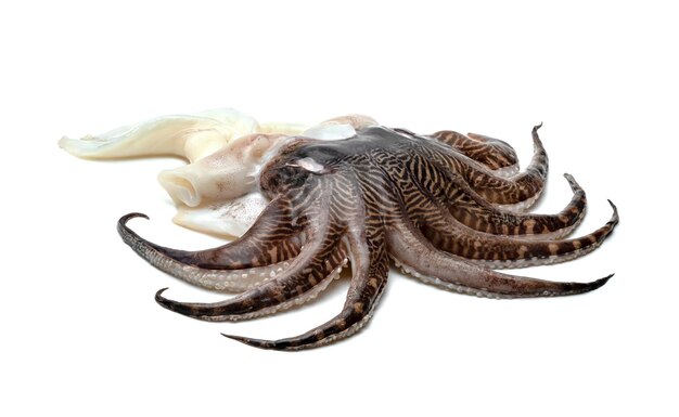 Photo tentacles of squid isolated on white background