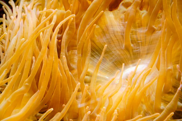 Tentacles of yellow anemone marine anion closeup