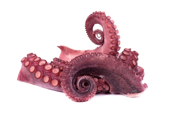 Tentakels van octopus die op wit wordt geïsoleerd