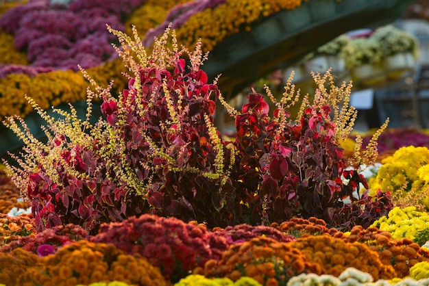 Tentoonstelling van bloemen op de kade van Sevastopol