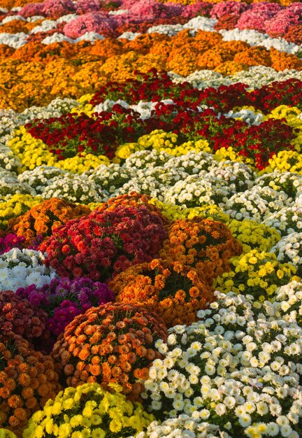 Tentoonstelling van bloemen op de kade van Sevastopol