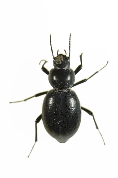 Tentyria laevis, is a species of beetle in the family Tenebrionidae