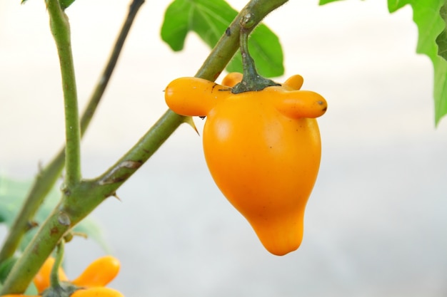 Tepel fruit