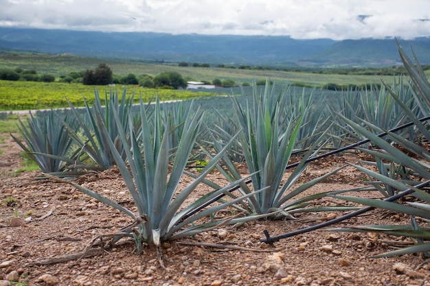 Tequila producer agave in Mexican plantation