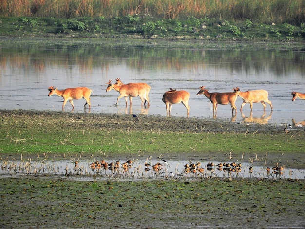 Photo terai barasingha at jhadi tal in kishanpur sanctuary dudhwa tiger reserve