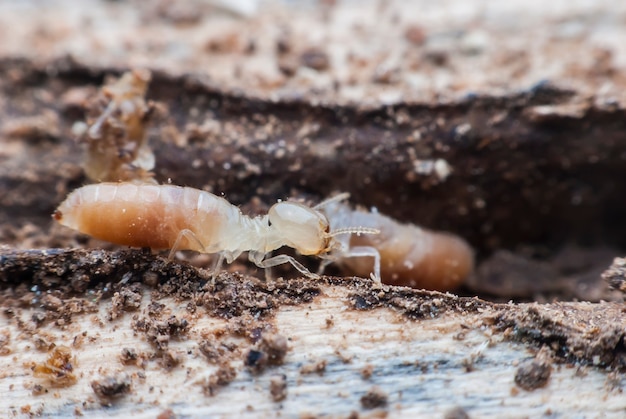 Termiet macro op ontbindend hout