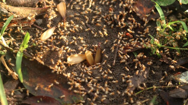 termieten die naar de oppervlakte komen nadat de regen is gevallen. Termieten zijn kleine insecten (laron)