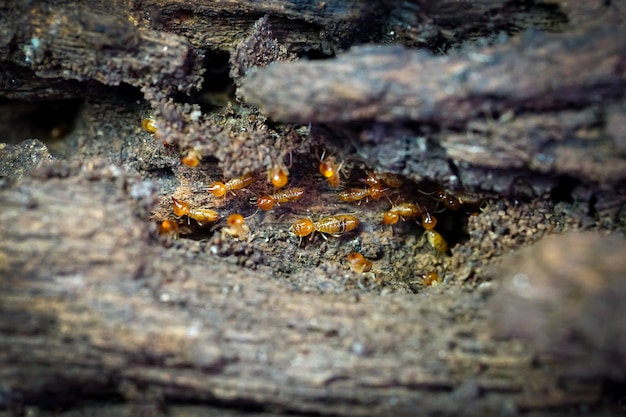 Termietenwerkers Kleine termieten Werknemers van termieten die een tunnel op Tree repareren
