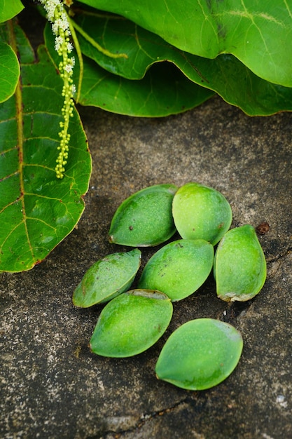 Terminalia catappa, ketapang amandel. buah ketapang hijau