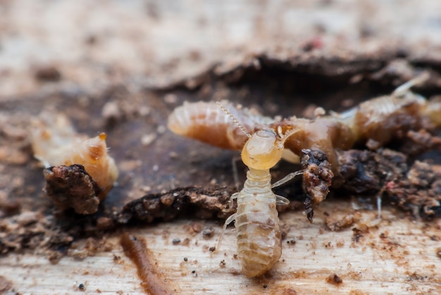 Termite macro on decomposing wood