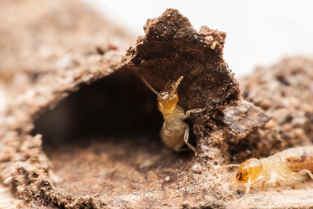 Macro della termite su legno in decomposizione