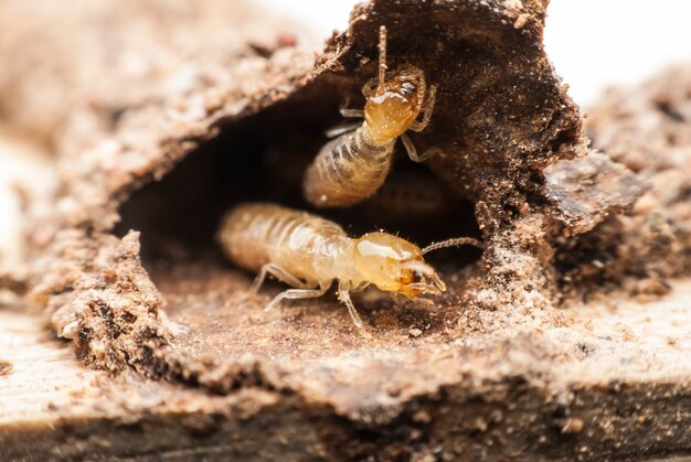 Termite macro on decomposing wood