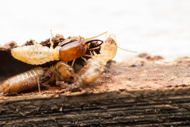 Termite macro on decomposing wood