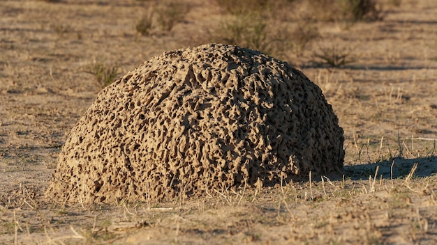 Termite mound