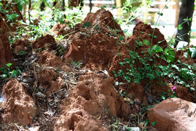 Termite moundbuilding in Almatti Garden