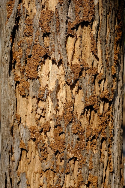 termite nests in rotting tree trunks. Termites are insects that like to eat wood. Isoptera