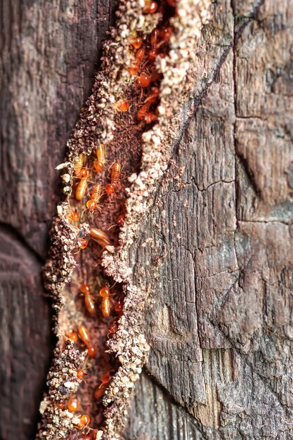 Photo termite workers small termites termites workers repairing a tunnel on tree