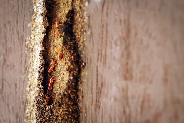 Termite Workers Small termites Termites workers repairing a tunnel on Tree