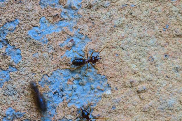 Termites eating the house