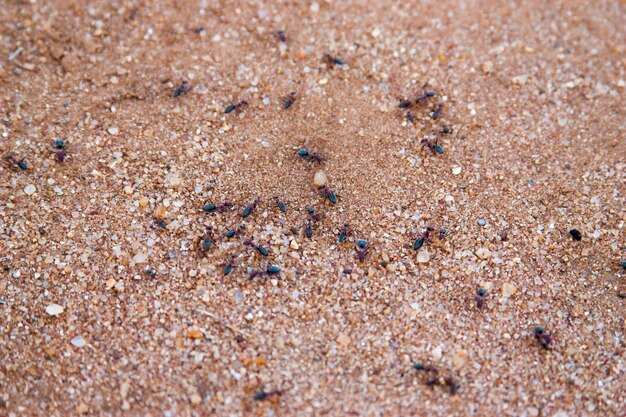 Photo termites in kruger national park south africa