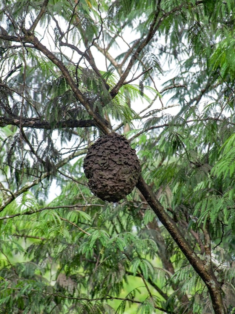 гнездо термитов