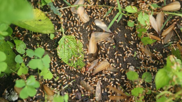 雨が降った後に表面に出てくるシロアリ。シロアリは小さな昆虫です (laron)