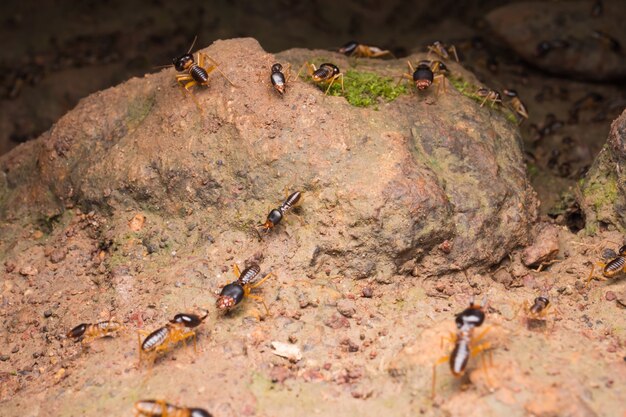 Termites or white ants on the ground in rainforest