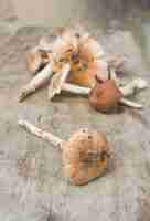 Photo termitomyces fuliginosus heim mushroom on rustic table